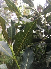 Palicourea lineariflora