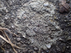 Lecanora subimmergens