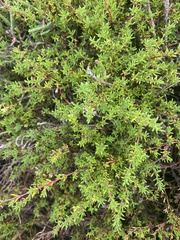 Frankenia pauciflora