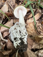Amanita submembranacea