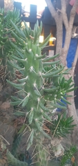 Austrocylindropuntia