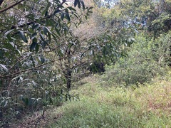 Calophyllum soulattri