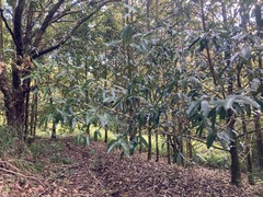 Calophyllum soulattri