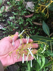 Palicourea lineariflora