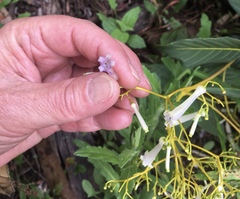 Palicourea lineariflora