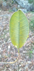 Ficus rubiginosa