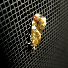 Acontiinae