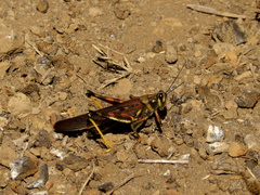 Schistocerca melanocera