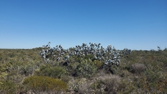 Eucalyptus macrocarpa