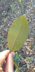 Ficus rubiginosa