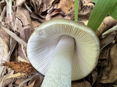 Amanita submembranacea