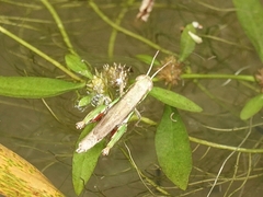 Pseudoxya diminuta