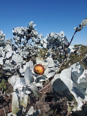 Eucalyptus macrocarpa