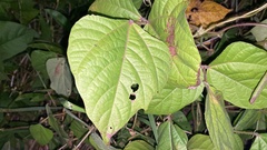 Vigna angularis nipponensis