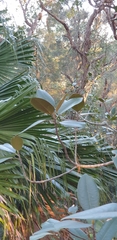 Ficus rubiginosa