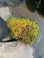 Brachythecium rivulare