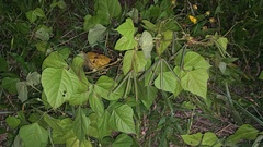 Vigna angularis nipponensis