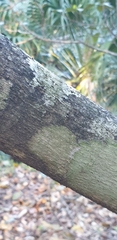 Ficus rubiginosa