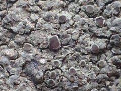 Lecanora subimmergens