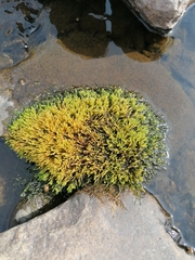 Brachythecium rivulare