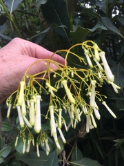 Palicourea lineariflora