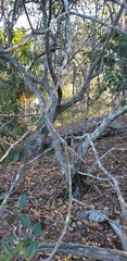 Ficus rubiginosa