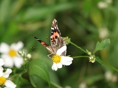 Vanessa indica