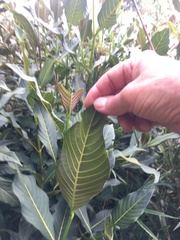 Palicourea lineariflora