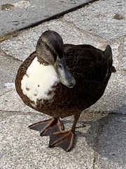 Anas platyrhynchos domesticus