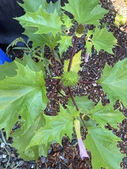 Datura