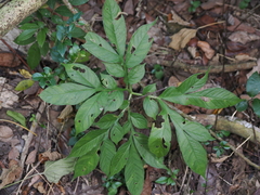 Amorphophallus henryi