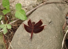 Neurothemis taiwanensis