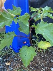 Datura