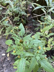 Bidens frondosa