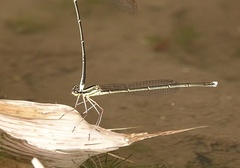 Pseudocopera ciliata