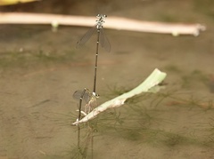 Pseudocopera ciliata