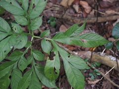 Amorphophallus henryi