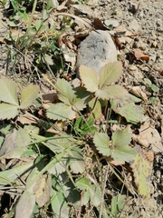 Fragaria viridis