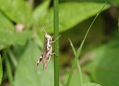 Pseudoxya diminuta