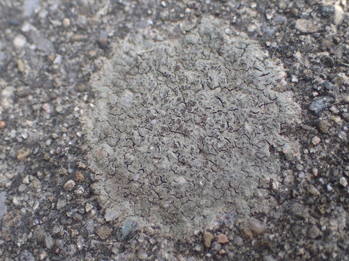 Caloplaca atroalba image