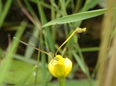 Ceriagrion fallax