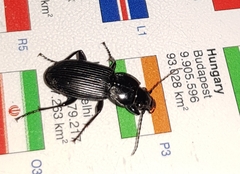 Pterostichus melanarius