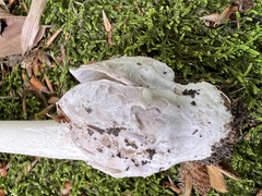 Amanita submembranacea