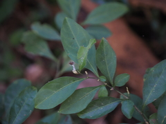 Solanum diphyllum