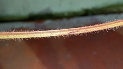 Vigna angularis nipponensis