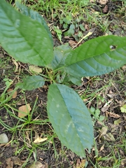Prunus padus