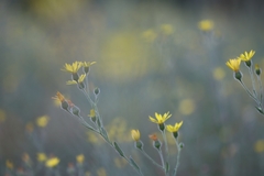 Bradburia pilosa