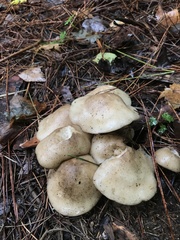 Lyophyllum