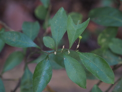 Solanum diphyllum