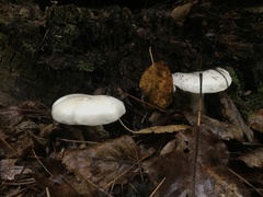 Hygrophorus eburneus